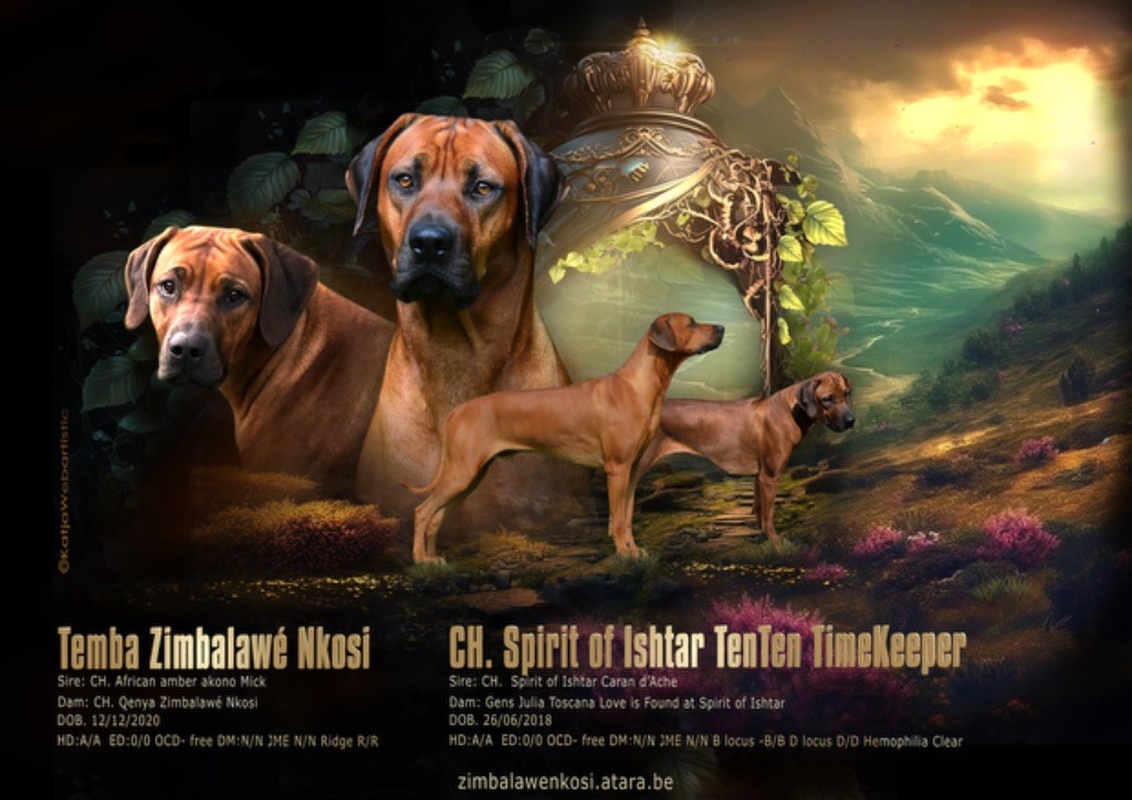 Elevage best sale rhodesian ridgeback